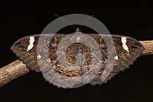 Erebus hieroglyphica moth