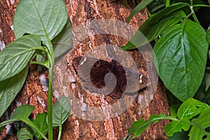 Erebus moth photo