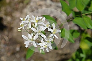 Erect clematis photo