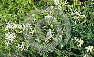 Erect clematis (Clematis recta) blooms in the wild