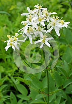 Erect clematis (Clematis recta) blooms in the wild