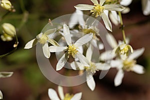 Erect clematis, Clematis recta