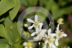 Erect clematis, Clematis recta