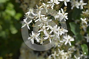 Erect clematis