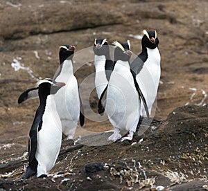 Erect-crested Penguin, Eudyptes sclateri