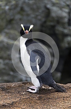 Erect-crested Penguin, Eudyptes sclateri photo
