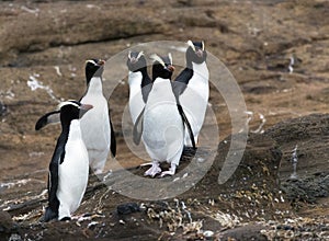 Erect-crested Penguin, Eudyptes sclateri photo