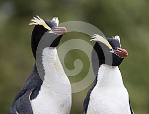 Erect-crested Penguin, Eudyptes sclateri