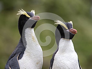 Erect-crested Penguin, Eudyptes sclateri photo