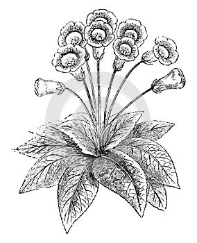 Erect Flowered Gloxinia vintage illustration photo