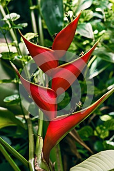 Erect heliconia crab lobster claw tropical flower in the wild Tobago jungle photo