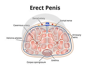 Erect penis anatomy. Illustration of male erection physiology