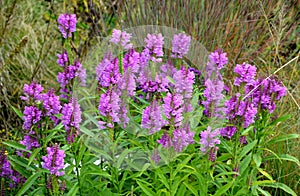 Erect perennial with firm, square stems, which from the beginning of August form mathematically regular, also 4-row, up to 20 cm h photo