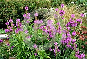 Erect perennial with firm, square stems, which from the beginning of August form mathematically regular, also 4-row, up to 20 cm h photo