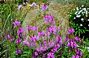Erect perennial with firm, square stems, which from the beginning of August form mathematically regular, also 4-row, up to 20 cm h photo