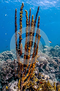 Erect Rope Sponge,Amphimedon compressa photo