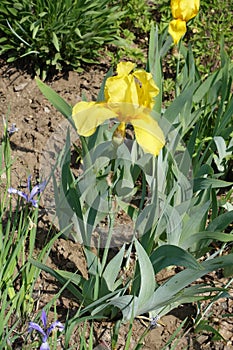 Erect stem of bearded iris with one yellow flower