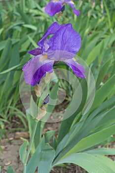 Erect stem of bearded iris with violet flower photo