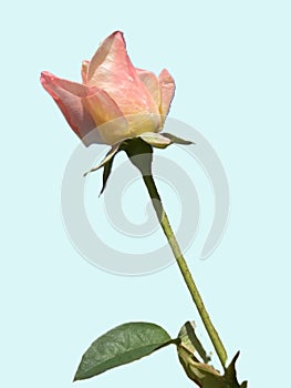 Erect stem with pink rose flower bud with yellow nuances at the base.