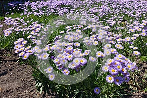 Erect stems of Erigeron speciosus with flowers photo