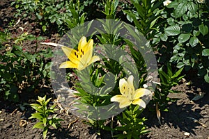 Erect stems of lilies with two bright yellow flowers photo