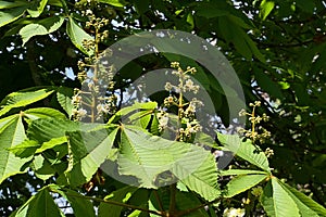 Erected white vertical flower clusters (called panicles) and mature green leaves of broadleaf Horse Chestnut tree