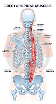 Erector spinae muscles with human back muscular system outline diagram