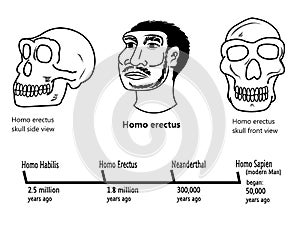 erectus face and skull illustrations