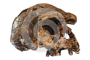 erectus skull Oblique view . Discovered in 1969 in Sangiran , Java , Indonesia . Dated to 1 million years ago