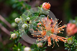 Eremaea pauciflorain the myrtle family, Myrtaceae in Australia photo