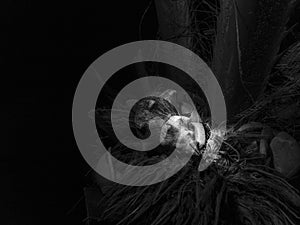 Eremite Crab in shell