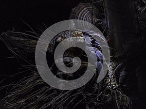 Eremite Crab in shell