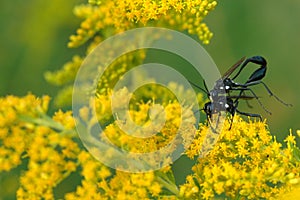 Eremnophila aureonotata