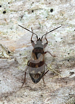 Eremocoris abietis on bark