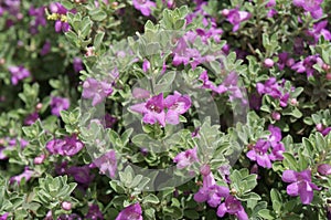 Eremophila nivea blossom photo