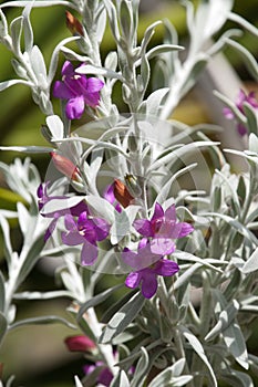 Flowers of a eremophila nivea or emu bush photo