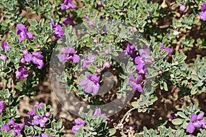 Eremophila nivea purple flowers blossom