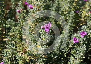 Eremophila nivea purple flowers blossom, selective focus on flower