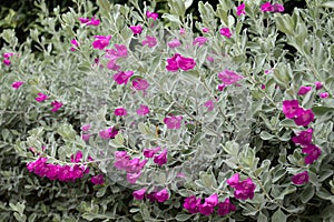 Eremophila nivea or Silky eremophila is a purple-pink flowers blossom for planted to decorate the garden photo