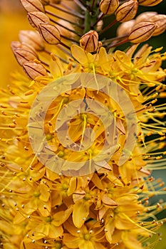 Eremurus Cleopatra Foxtail Lily in flowers garden