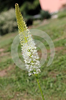 Eremurus himalaicus, foxtail lily, Himalayan Desert Candle