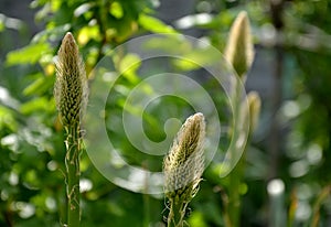 Eremurus robustus young plant lawn grass bulb turf in the garden early spring april