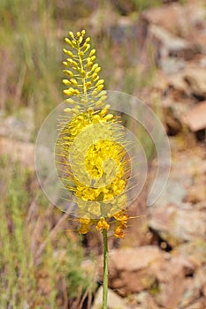 Eremurus stenophyllus, the narrow-leaved foxtail lily flower