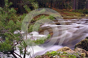 Eresma River, Scot Pine Forest, Guadarrama National Park, Spain