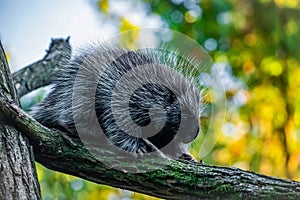 Erethizontidae, north american porcupine, climbing over tree