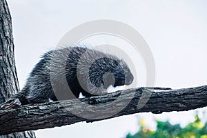 Erethizontidae, north american porcupine, climbing over tree