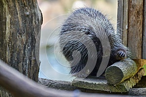 Erethizontidae north american porcupine climbing over trees and branches photo