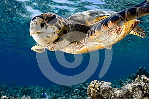 Eretmochelys imbricata - hawksbill sea turtle