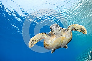 Eretmochelys imbricata - hawksbill sea turtle