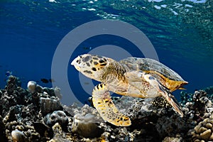 Eretmochelys imbricata - hawksbill sea turtle